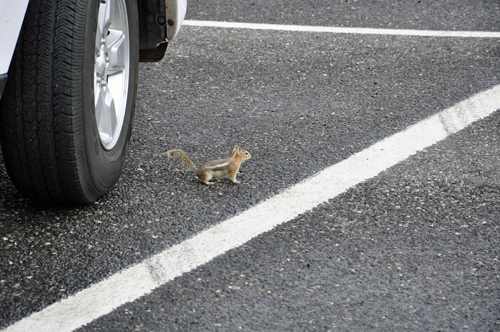 a chipmunk